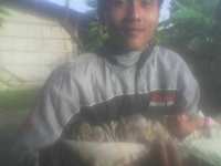 Alya 82